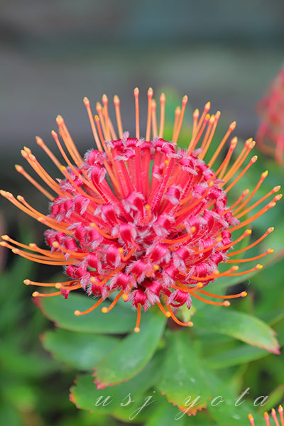 ジュラシックパークの赤い花