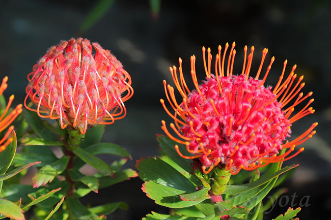 ジュラシックパークの赤い花