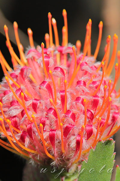 ジュラシックパークの赤い花