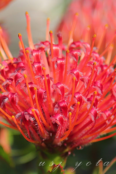 ジュラシックパークの赤い花