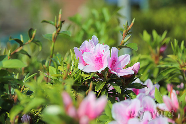 アミティビレッジに咲くツツジ