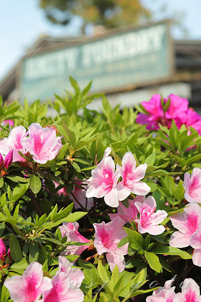 アミティビレッジに咲くツツジ