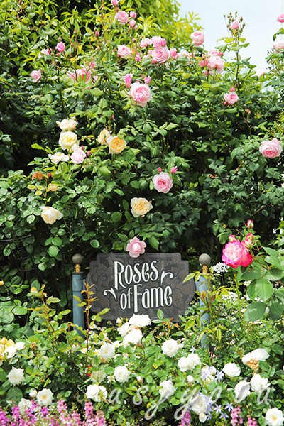 Roses Of Fame セントラルパーク