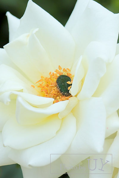 バラの中で休んでいるカナブン