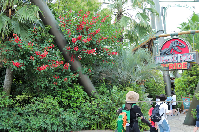 アメリカデイゴの花