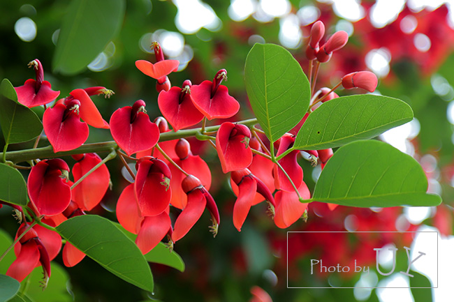 アメリカデイゴ
