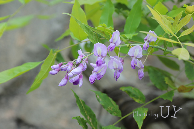 アミティランディングレストランの藤の花