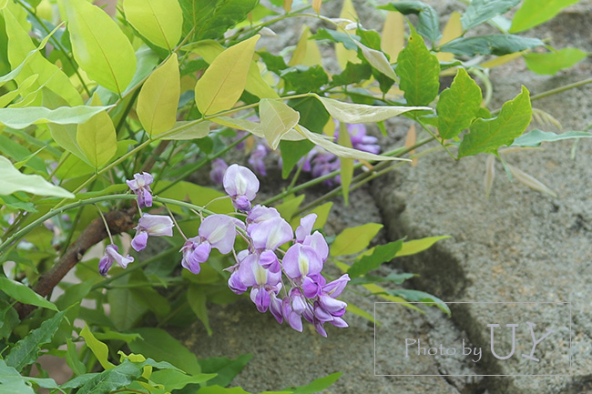 アミティランディングレストランの藤の花