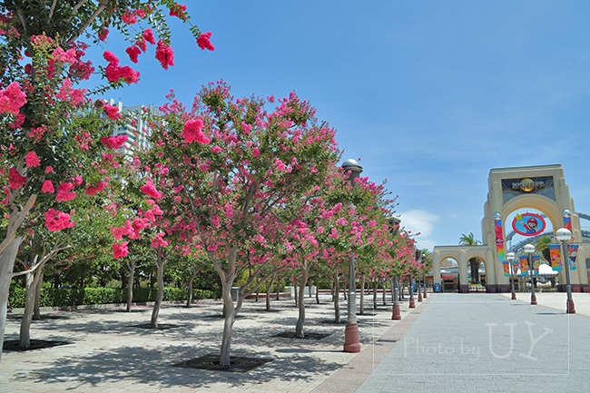 オフィシャル駐車場サイドの大門・ウエストメインゲート前に並ぶサルスベリ並木
