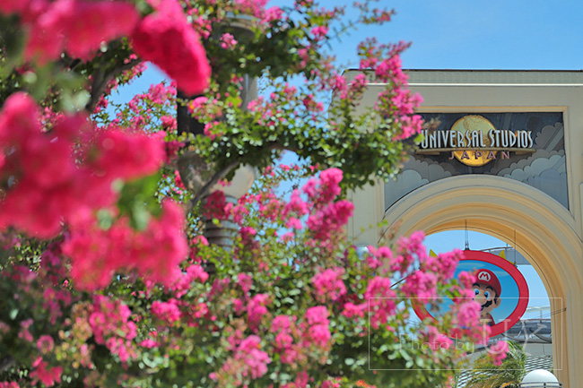 オフィシャル駐車場サイドの大門・ウエストメインゲート前に並ぶサルスベリ並木