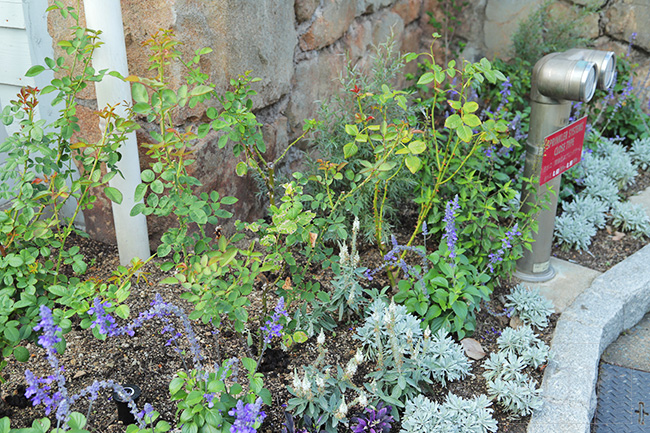 アミティランディングレストラン