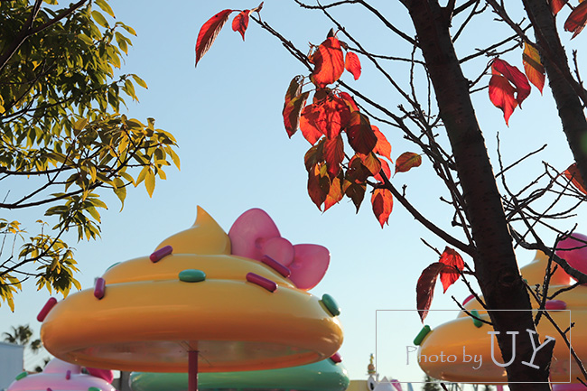 USJの黄葉した桜