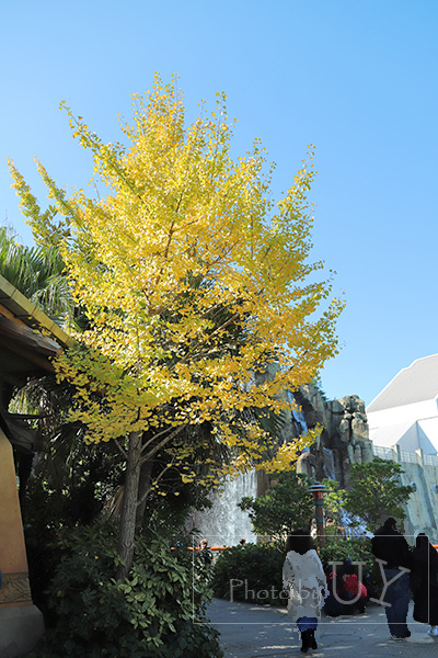 USJのイチョウ