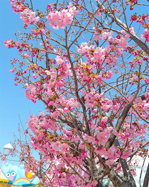 ユニバーサルワンダーランドの桜