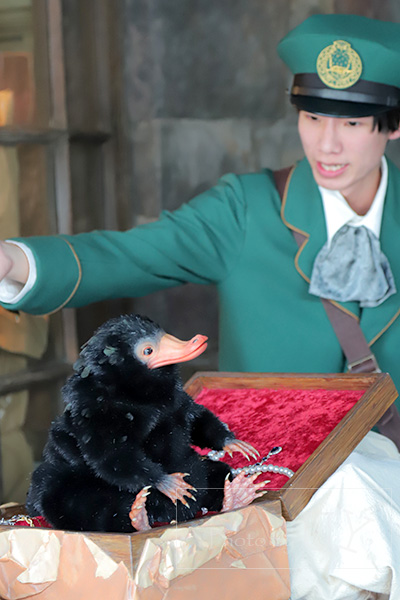 ホグズミード・マジカル・クリーチャーズ・ミートのニフラー