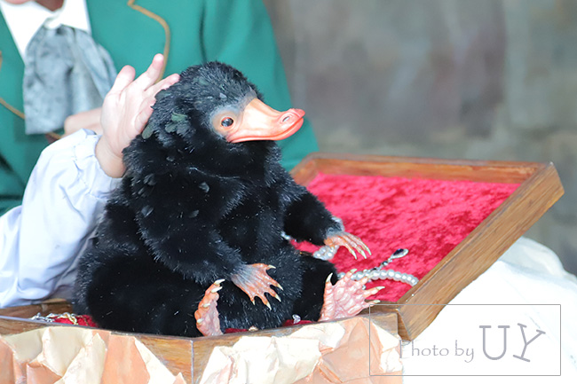 ホグズミード・マジカル・クリーチャーズ・ミートのニフラー