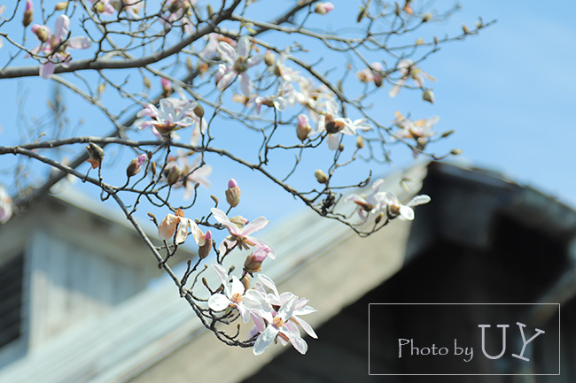 USJで咲くコブシ