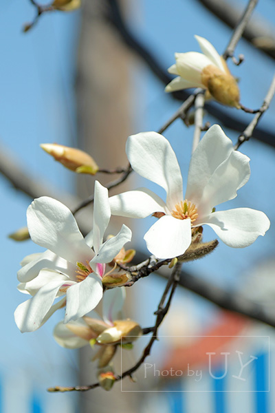 USJで咲くコブシ