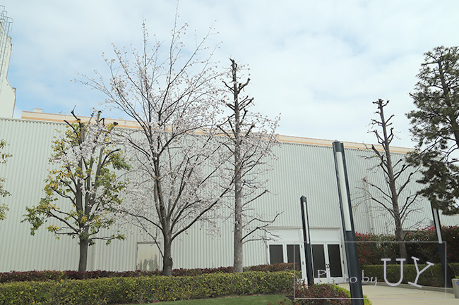 USJに咲く桜ニューヨーク図書館前