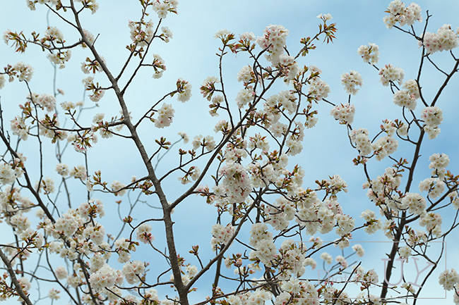 USJに咲く桜ニューヨーク図書館前