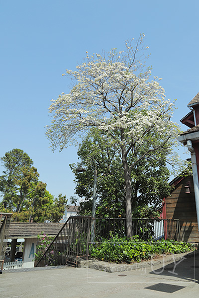 ハナミズキの花