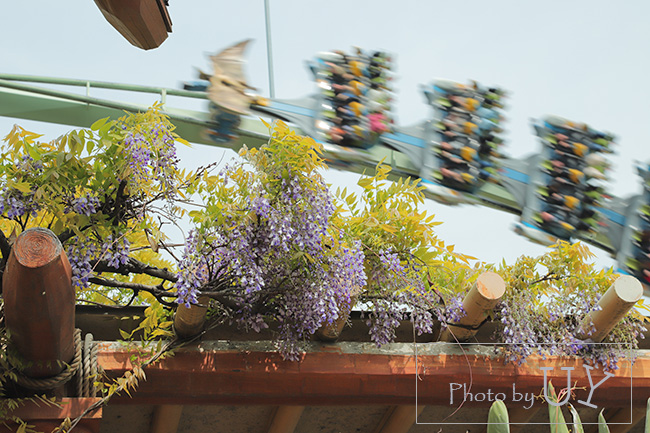 USJで咲いている藤の花