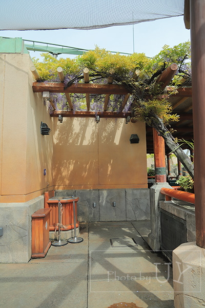 USJで咲いている藤の花