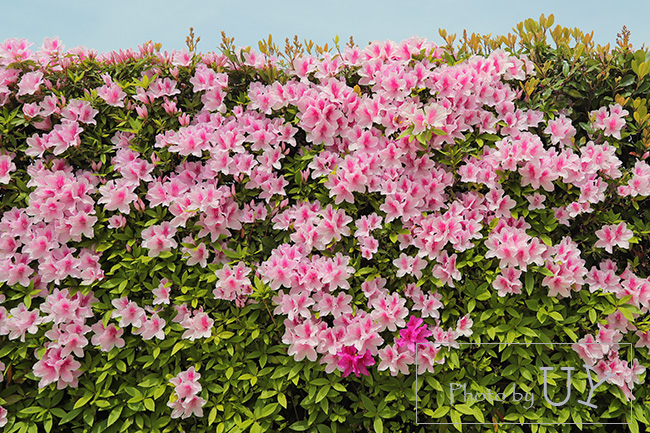 USJで咲いているツツジの花