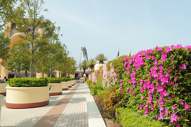 USJで咲いているツツジの花