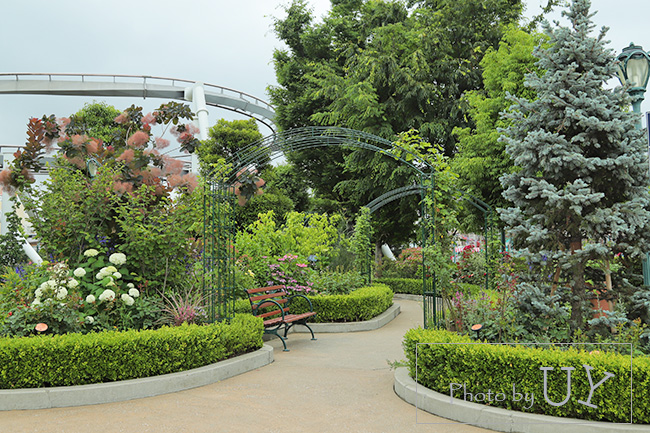 USJのバラ園といえば『ローズオブフェイム』