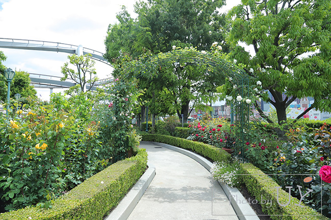 USJのバラ園といえば『ローズオブフェイム』