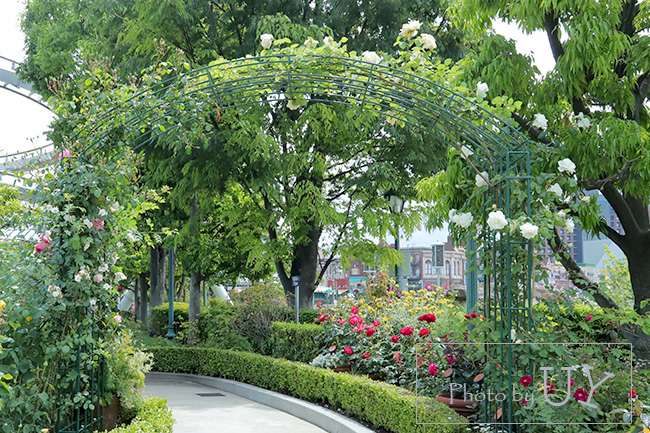 USJのバラ園といえば『ローズオブフェイム』