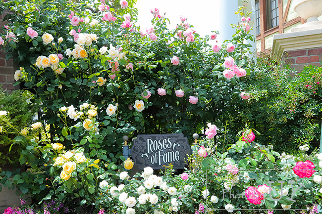 USJのバラ園といえば『ローズオブフェイム』