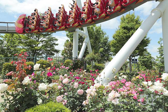 USJのバラ園といえば『ローズオブフェイム』
