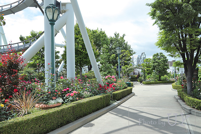 USJのバラ園といえば『ローズオブフェイム』