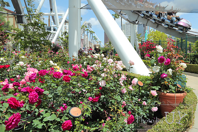 USJのバラ園といえば『ローズオブフェイム』