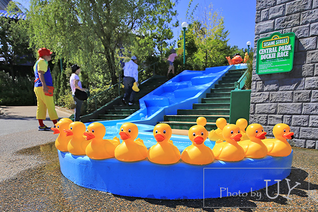 アーニーのラバーダッキー・レース