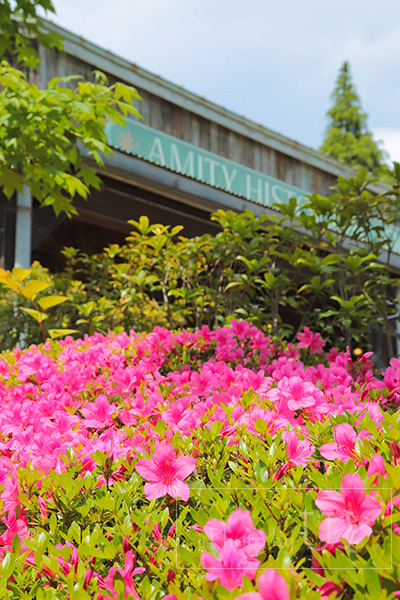 ジョーズの入り口の前に咲くサツキ