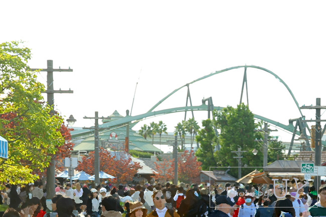 アミティビレッジハナミズキの紅葉