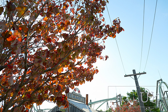 アミティビレッジハナミズキの紅葉