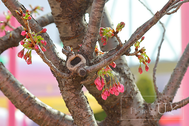 USJに咲く桜