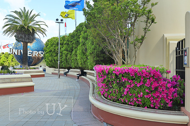 グローブ横のツヅジ