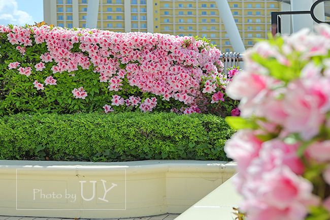 大門前のツヅジ