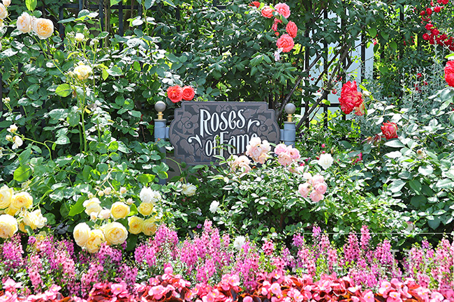 Roses of fame ローズオブフェイムのバラの花