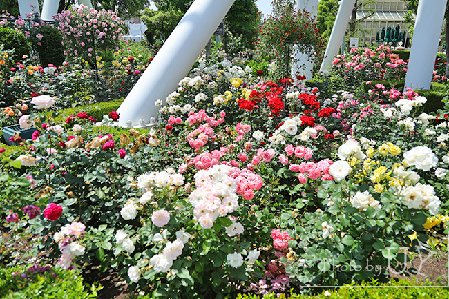 Roses of fame ローズオブフェイムのバラの花