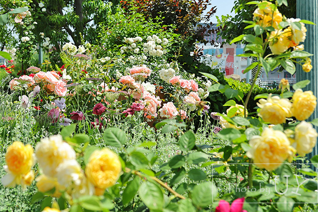 Roses of fame ローズオブフェイムのバラの花