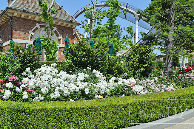 Roses of fame ローズオブフェイムのバラの花