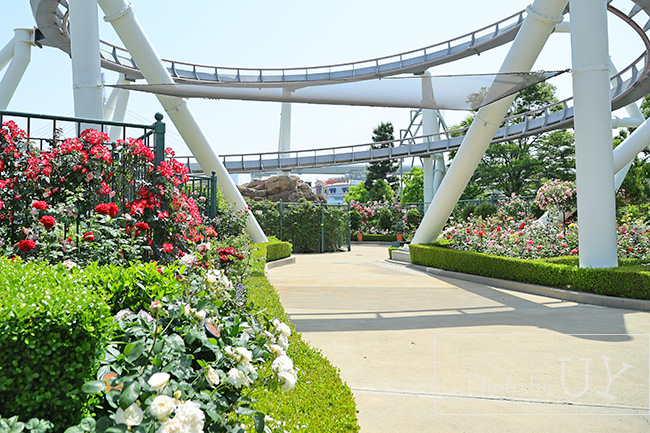 Roses of fame ローズオブフェイムのバラの花