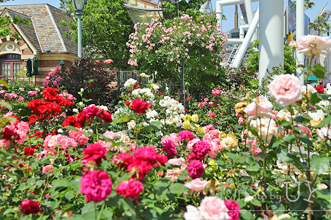 Roses of fame ローズオブフェイムのバラの花