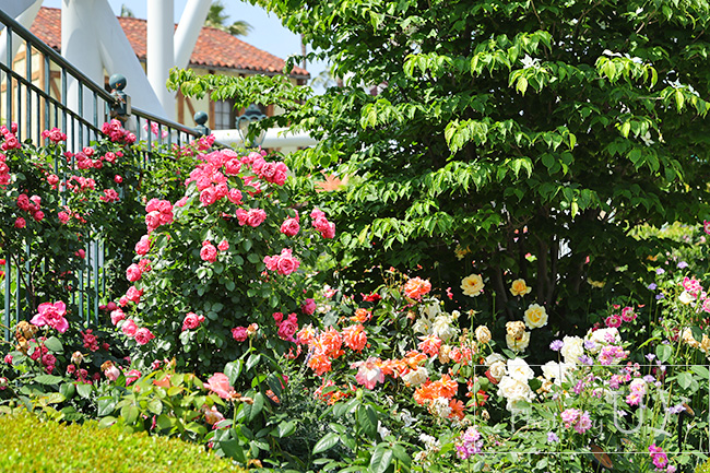 Roses of fame ローズオブフェイムのバラの花